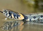 Grass snake.jpg